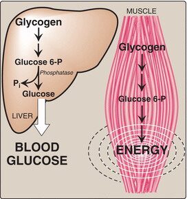 Blog-post-10-liver-glycogen