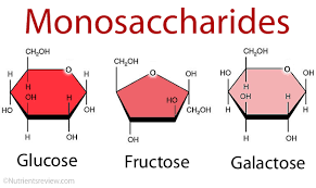 Blog-post-10-monosaccharides