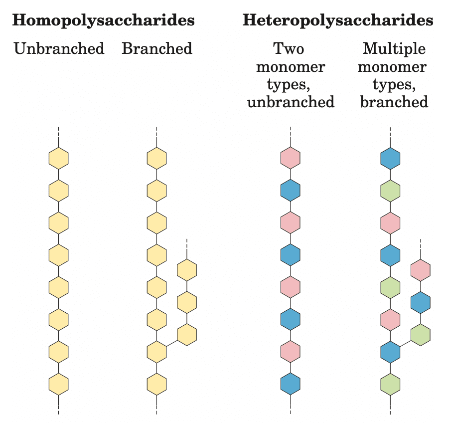 Blog-post-10-polysaccharides