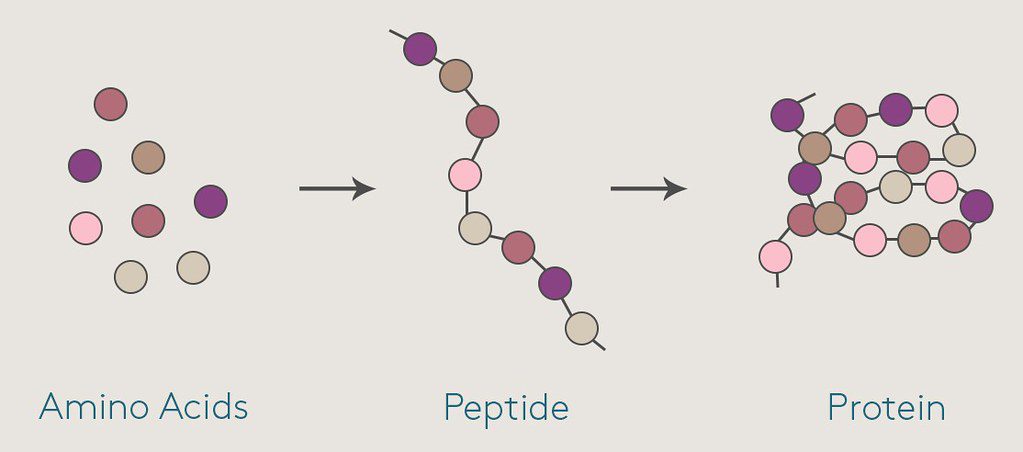 Blog post 12 - Protein 101 Featured Image