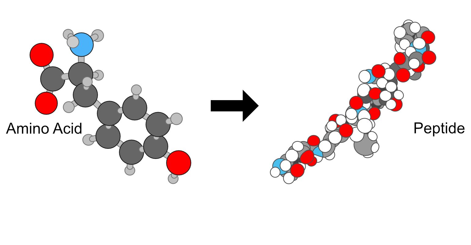 Blog-post-12-peptide