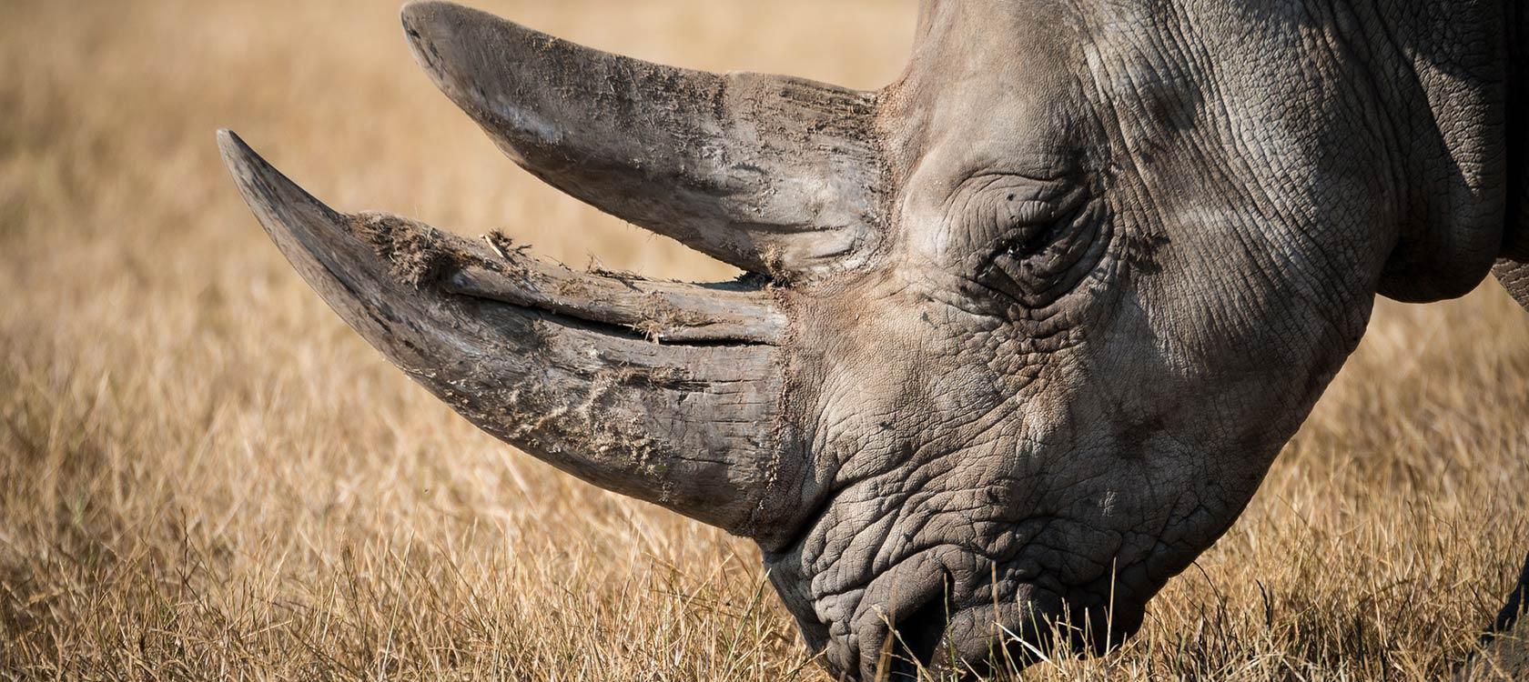 Blog-post-12-rhinoceros