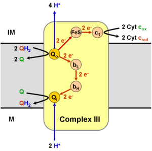 Blog post 39 - electron carrying