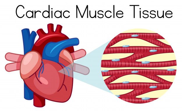 Blog-post-40-Cardiac-muscle