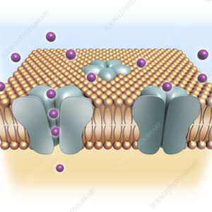Blog-post-40-Ion-Channels