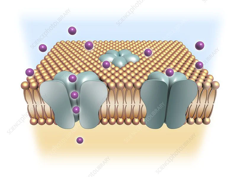 Blog-post-40-Ion-Channels