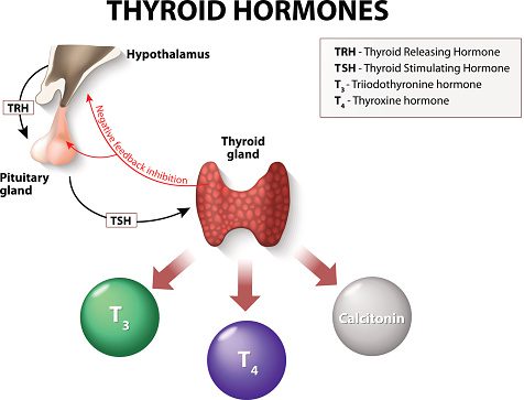Blog-post-42-Thyroid-Hormones