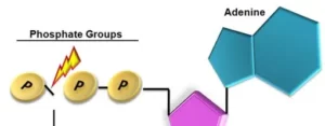 Blog-post-20-ATP-molecule-structure