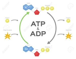 Blog-post-20-ATP-to-ADP-cycle