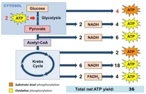 Blog-post-20-Cellular-Respiration-and-ATP-yield