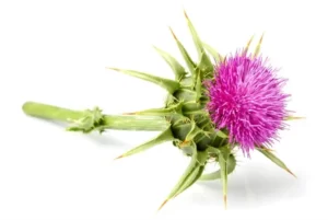 Blog-post-23-Milk-Thistle