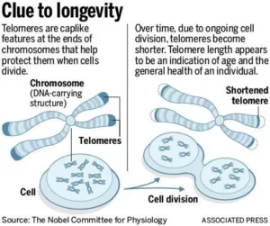 Blog-post-23-Telomeres-and-Longevity