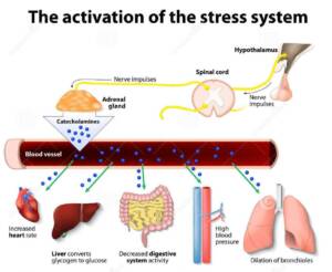Blog-post-42-Catecholamines-Effect-on-Stress