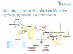 Blog-post-42-Neurotransmitter-Metabolism
