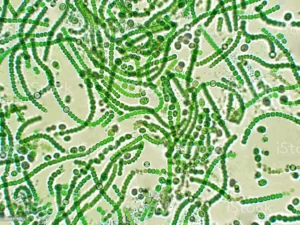 Blog-post-11-Cyanobacteria