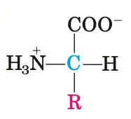Blog-post-12-Amino-Acid-Chemical-Structure