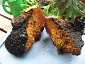 Blog-post-13-Chaga-Mushroom