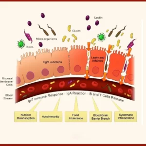 Blog-post-19-Lectins-and-Leaky-Gut