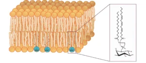 Blog-post-7-Phosphatidylinositol-Membrane-Lipid