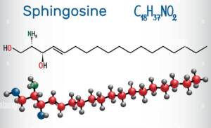 Blog-post-7-Sphingolipid