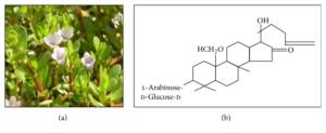 Blog-post-9-Brahmi-Plant-and-Bacoside-Molecule