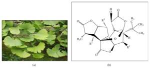 Blog-post-9-Ginkgo-Plant-and-Ginkgolide-Molecule