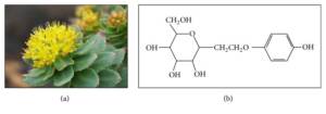 Blog-post-9-Rhodiola-Plant-and-Salidroside-Molecule