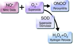 Blog-post-48-Nitric-Oxide-Superoxide-Peroxynitrite