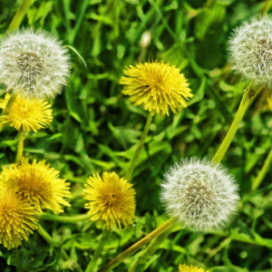 Blog-post-54-Dandelion