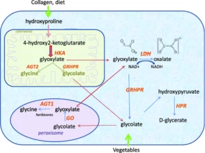 Blog-post-53-Oxalate-Metabolism