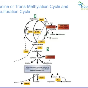 Blog-post-55-Transsulfuration