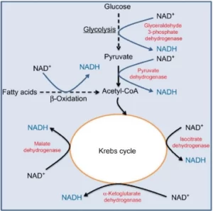 Blog-post-59-Krebs-Cycle