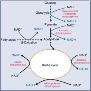 Blog-post-59-Krebs-Cycle