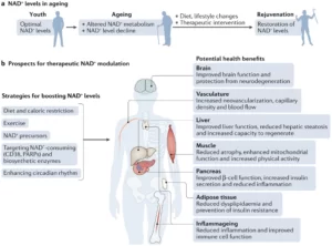 Blog-post-59-NAD-in-aging