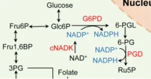 Blog-post-59-Pentose-Phosphate-Pathway