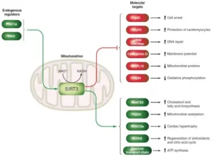 Blog-post-62-SIRT3-mitochondrial-targets