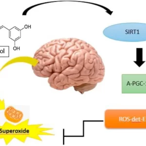 Blog-post-62-resveratrol-cognition