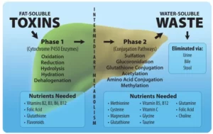 Blog-post-66-Liver-Detox-Pathways