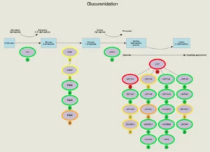 Blog-post-67-Glucuronidation