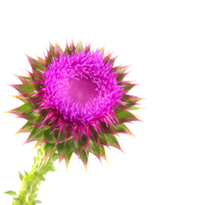 Blog-post-69-Milk-Thistle