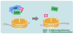Blog-post-70-SAMe-Methyltransferase