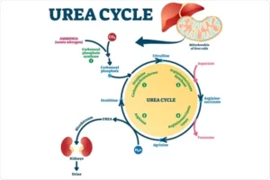 Blog-post-72-Urea-Cycle