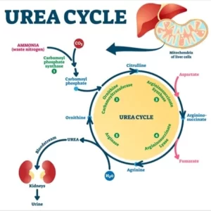 Blog-post-72-Urea-Cycle