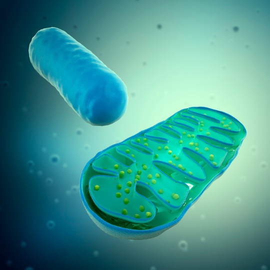 Blog-post-75-Mitochondria