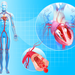 Blog-post-76-Circulatory-System