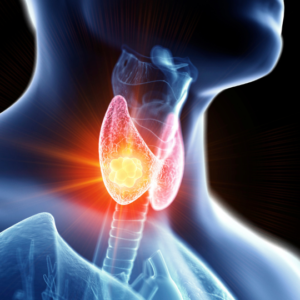 Blog-post-80-Thyroid-Gland
