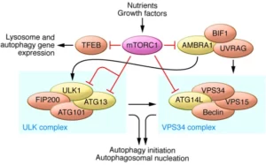 Blog-post-82-mTOR-and-Autophagy