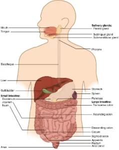 Blog-post-88-GI-Tract