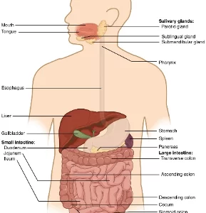 Blog-post-88-GI-Tract
