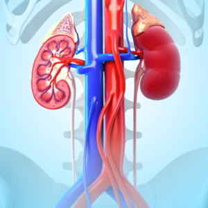 Blog-post-89-Kidneys